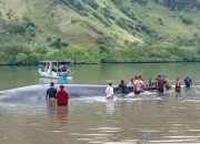 Paus Jumbo yang Terdampar di Teluk Labuan Kelambu Berhasil Kembali ke Laut Lepas