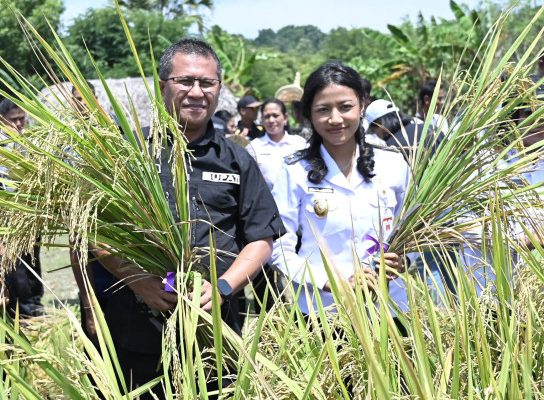 Panen Perdana, Tekad Pertama: Membaca Arah Kepemimpinan Baru Kabupaten Kupang