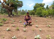 Radja Yohanes Sulap Lahan Tidur Jadi Kebun Sayur, Dukung Program Bupati SBS–HMS!