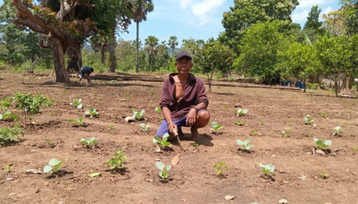 Radja Yohanes Sulap Lahan Tidur Jadi Kebun Sayur, Dukung Program Bupati SBS–HMS!