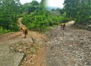 Jalan Tikus di Negeri Merdeka: Jeritan Warga Desa Lobus