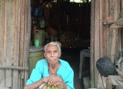 BREAKING NEWS:Nenek Janda Tua di Wewiku Masih Bertahan di Gubuk Reyot Bersama Dua Anaknya