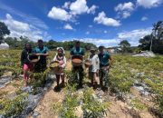 Satgas Pamtas RI–RDTL Sektor Timur Bantu Warga Panen Cabai di Metamauk