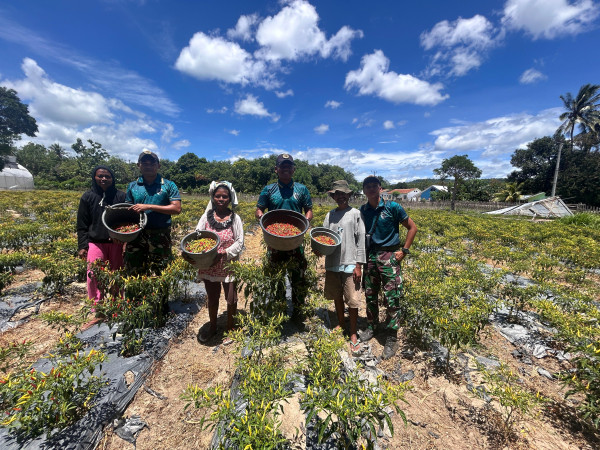 Satgas Pamtas RI–RDTL Sektor Timur Bantu Warga Panen Cabai di Metamauk