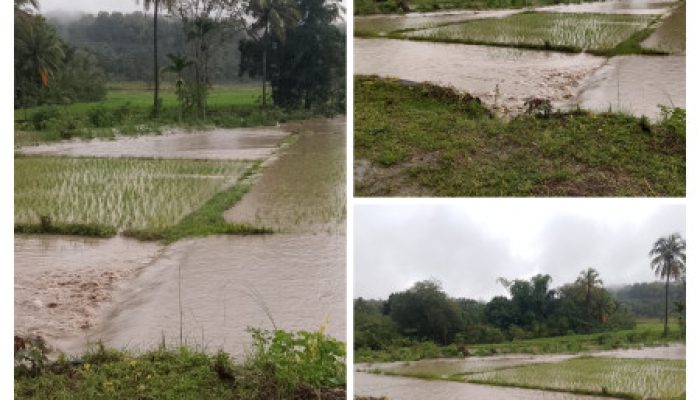 Luapan Kali Baukama Hancurkan Sawah Warga Bauho, Petani Terancam Gagal Panen