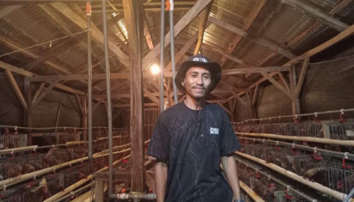 Woow! BUMDes Leunklot Produksi Telur 300 Butir per Hari, Jadi Contoh Desa Lain