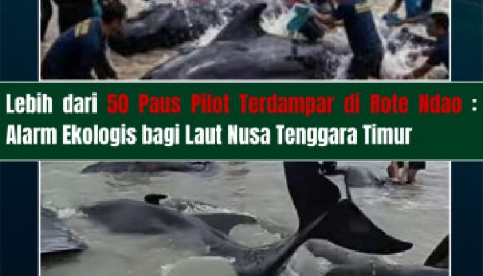 Lebih dari 50 Paus Pilot Terdampar di Rote Ndao, WALHI NTT: Saatnya Pemerintah Lindungi Laut NTT
