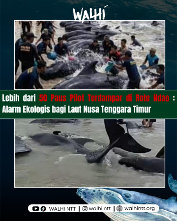 Lebih dari 50 Paus Pilot Terdampar di Rote Ndao, WALHI NTT: Saatnya Pemerintah Lindungi Laut NTT