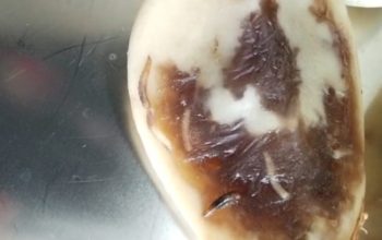 Miris!Buah Salak Berulat di PAUD Pelita Jaya Naimana, Program MBG Malaka Bikin Publik Kecewa