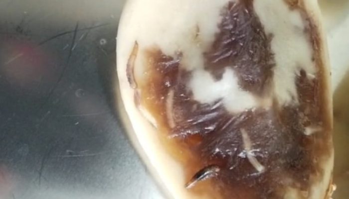 Miris!Buah Salak Berulat di PAUD Pelita Jaya Naimana, Program MBG Malaka Bikin Publik Kecewa