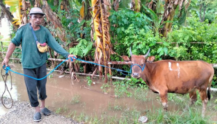 Langkah Nyata YMTM: 8 Sapi Disalurkan untuk Tingkatkan Kesejahteraan Warga Oenaek