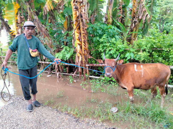 Langkah Nyata YMTM: 8 Sapi Disalurkan untuk Tingkatkan Kesejahteraan Warga Oenaek