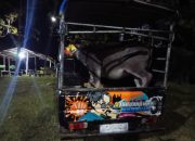 Dugaan kerbau Curian dari Timor Leste Masuk Indonesia, Warga dan Oknum Pamtas Ailala Disinyalir Terlibat