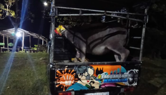 Dugaan kerbau Curian dari Timor Leste Masuk Indonesia, Warga dan Oknum Pamtas Ailala Disinyalir Terlibat