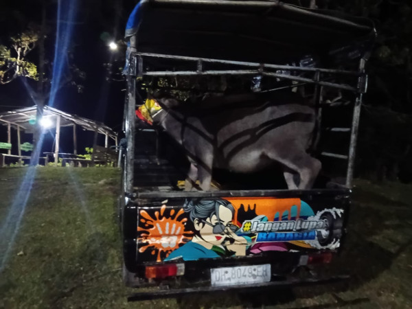 Dugaan kerbau Curian dari Timor Leste Masuk Indonesia, Warga dan Oknum Pamtas Ailala Disinyalir Terlibat