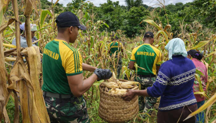 Di Batas Negeri, Tangan TNI dan Rakyat Menyatu dalam Panen Harapan