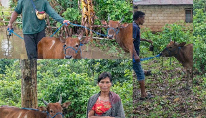 Distribusi 8 Ekor Sapi Jantan di Desa Oenaek, YMTM Dorong Ekonomi Warga Lewat Dana Bergulir