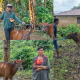 Distribusi 8 Ekor Sapi Jantan di Desa Oenaek, YMTM Dorong Ekonomi Warga Lewat Dana Bergulir