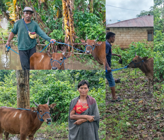 Distribusi 8 Ekor Sapi Jantan di Desa Oenaek, YMTM Dorong Ekonomi Warga Lewat Dana Bergulir