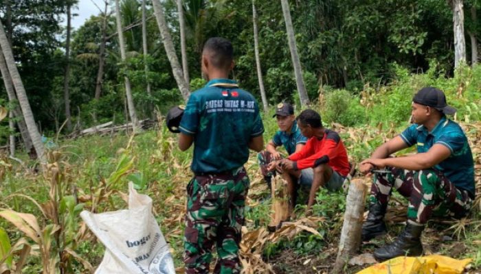 Saat Umat Rayakan Paskah, TNI Yonarmed 12 Tetap Mengabdi dengan Memanen Jagung Warga di Perbatasan Malaka