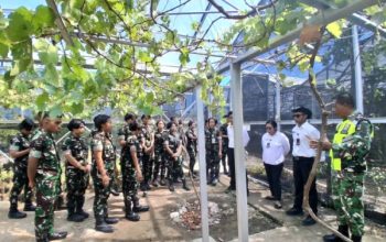 Sinergi TNI dan Unhan: Babinsa Silawan Latih Kadet Budidaya Anggur di Green House Atambua