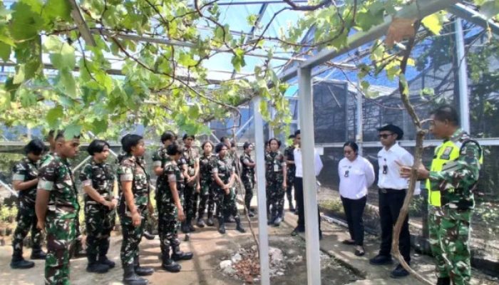 Sinergi TNI dan Unhan: Babinsa Silawan Latih Kadet Budidaya Anggur di Green House Atambua