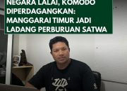 Komodo Diperdagangkan, Negara Kecolongan: Manggarai Timur Disorot Jadi Ladang Perburuan Satwa Dilindungi