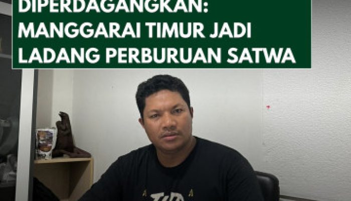 Komodo Diperdagangkan, Negara Kecolongan: Manggarai Timur Disorot Jadi Ladang Perburuan Satwa Dilindungi