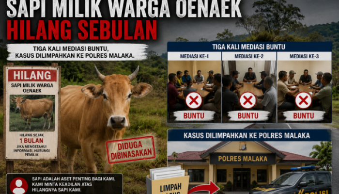 Diduga Dibinasakan, Sapi Milik Warga Oenaek Hilang Sebulan, Tiga Kali Mediasi Buntu, Kasus Dilimpahkan ke Polres Malaka