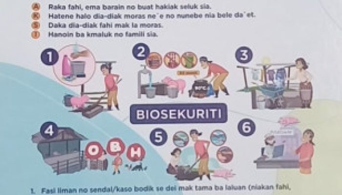 Carnaval Malaka Menggema, Dinas Peternakan NTT Angkat Alarm ASF